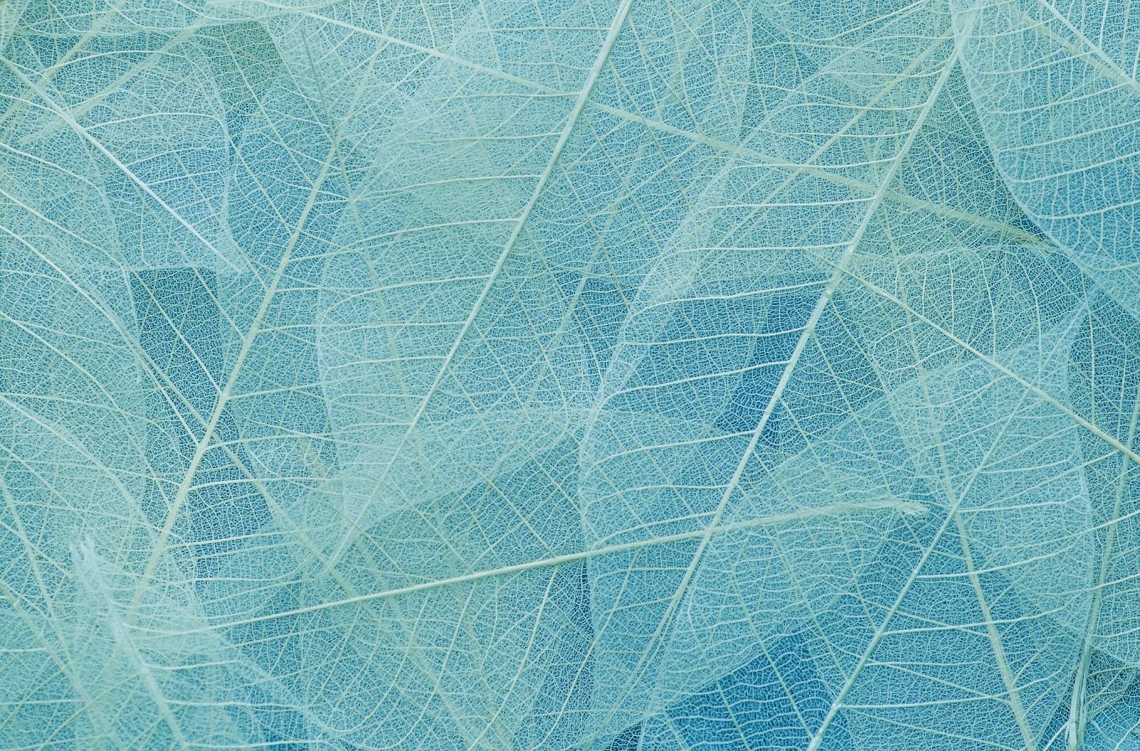 The image features a close-up view of delicate, translucent leaves in shades of blue, showcasing their intricate vein patterns.